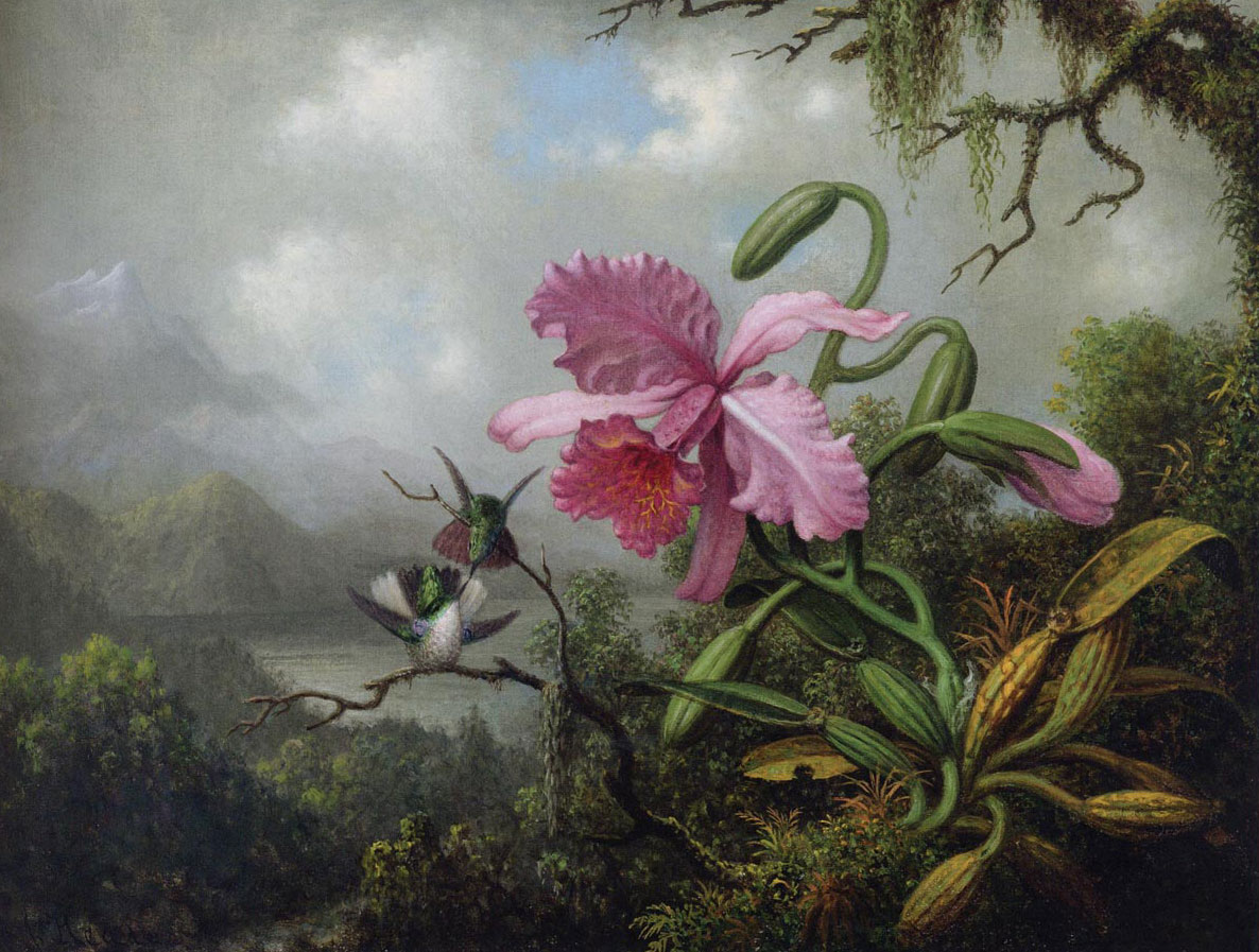 Orchid and Hummingbird