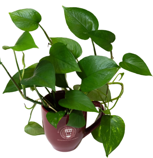 pothos plant